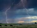 Lightning strikes while cattle graze in a pasture. (Progressive Farmer file photo by DaydreamsGirl, Getty Images)