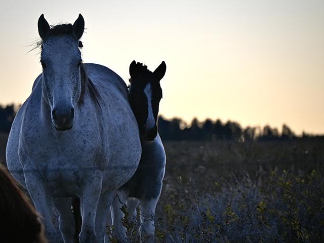 A mare and her foal grazed in a South Dakota pasture at sunset on a late-October day. (DTN photo by Jennifer Carrico)