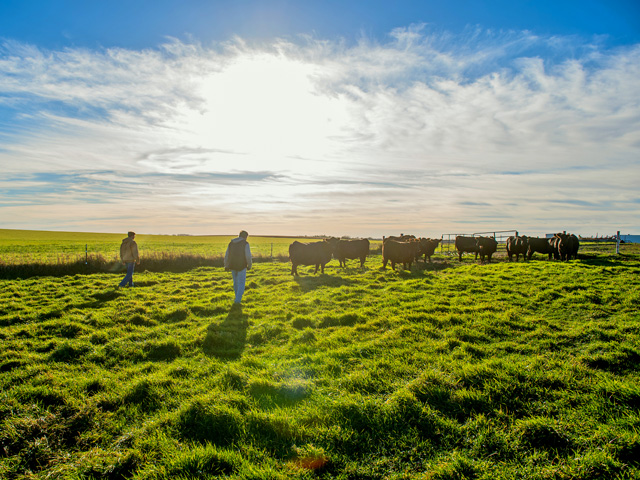Supply-demand fundamentals continue to paint a bright outlook for much of agriculture, including beef producers, moving through 2021. (DTN/Progressive Farmer photo by Greg Latza)