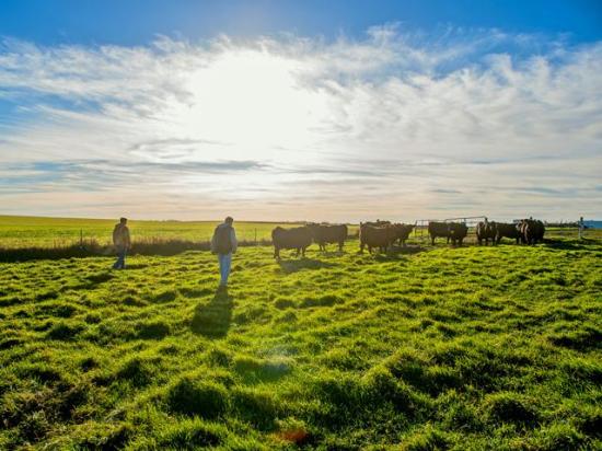A district court in North Dakota struck down a portion of a state law on appointments to the state's beef commission. (DTN file photo)