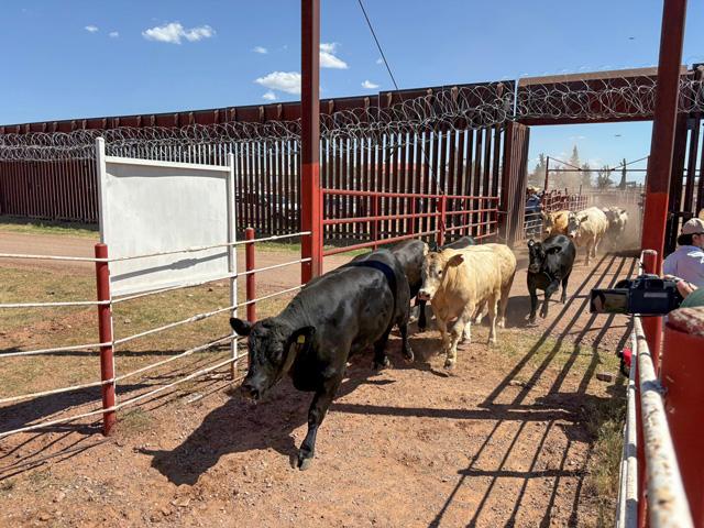 Mexican cattle cross into the U.S. at the Port of Entry at Douglas, Arizona. (USDA photo)