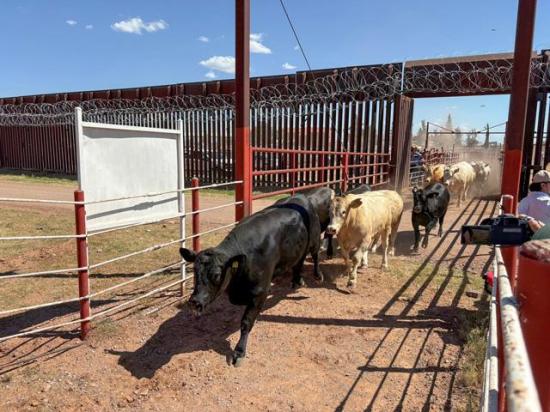 Mexican cattle cross into the U.S. at the Port of Entry at Douglas, Arizona. (USDA photo)