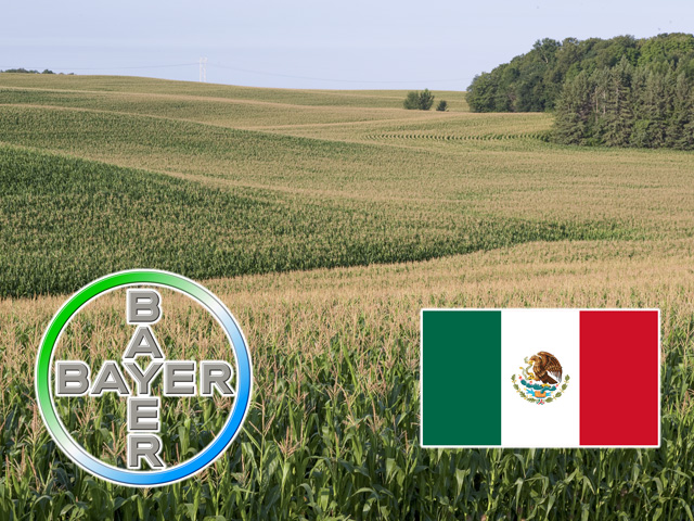 Mexico&#039;s health safety regulator rejected a GM corn trait for import last week. Although the move won&#039;t affect current U.S. corn exports to the country, it is another signal from the Mexican government of its intention to phase out use of GM corn and glyphosate there.  (DTN photo by David Hansen; DTN graphic by Nick Scalise)
