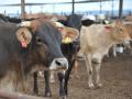 A county commissioner in north-central Oklahoma was indicted by a grand jury on cattle larceny. (DTN file photo by Chris Clayton)