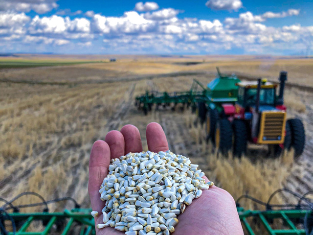 Planting raced ahead in the past two weeks, as many farmers took advantage of dry conditions. Here, Michelle Jones plants safflower on her family&#039;s farming operation in south-central Montana, where they also grow wheat, malt barley, sunflowers, corn, alfalfa and forage grains, as well as run cattle. (Photo courtesy of Michelle Jones) 