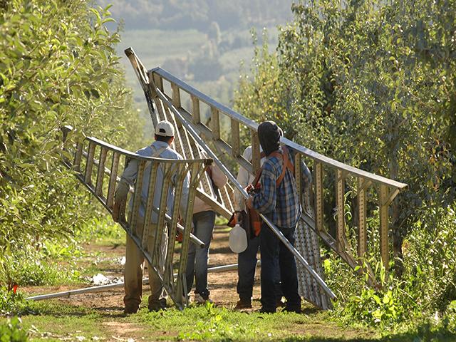 Laborers head to the orchards on a farm in Oregon. USDA on Friday announced a $50 million grant program to help farmers recruit farm workers from Central America, but also improve the work standards for those who are recruited. (DTN file photo by Jim Patrico)  
