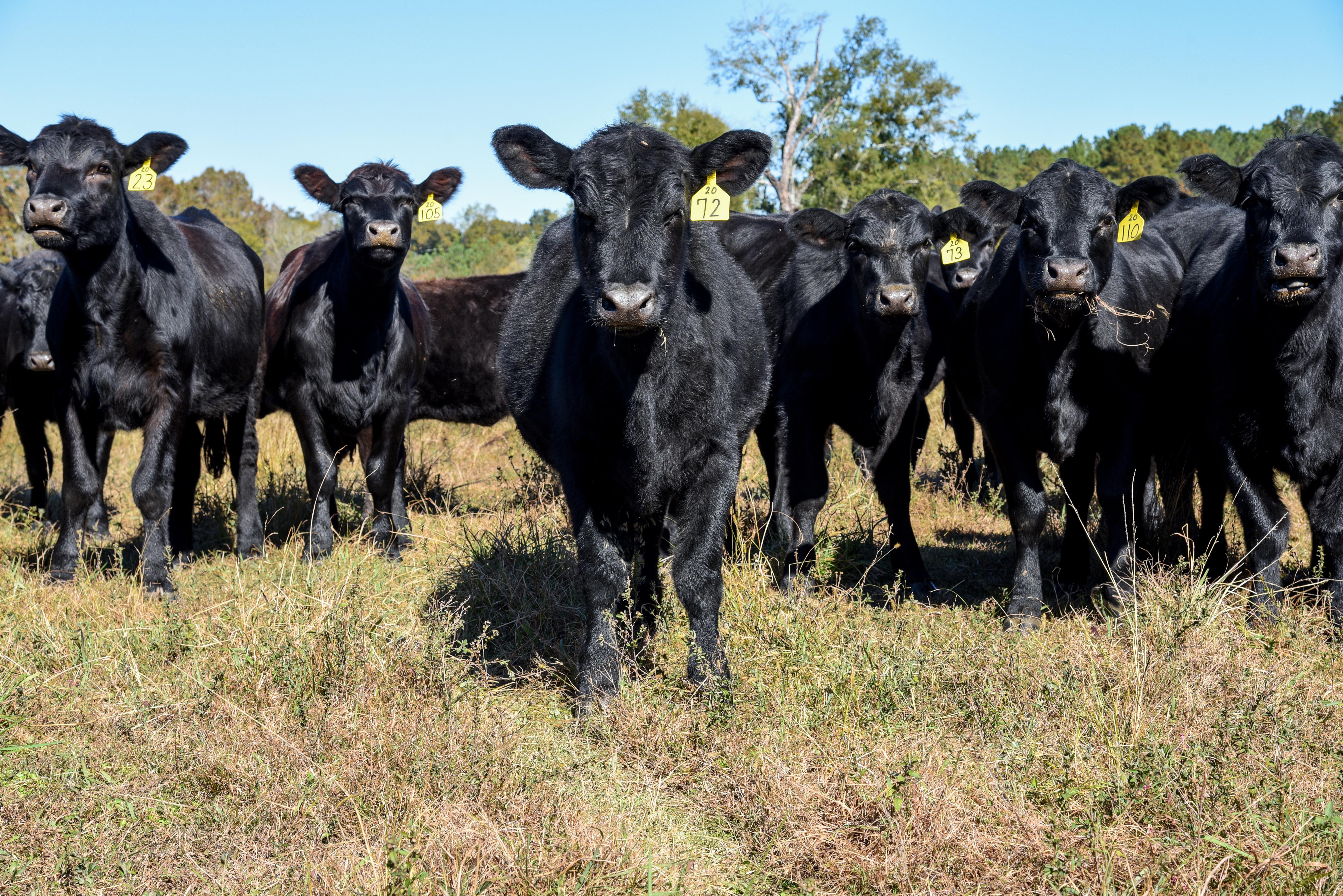 A herd of heifers stands in a pasture as cattle producers weigh whether to retain animals for breeding or sell into a strong market. A new USDA livestock insurance endorsement could give producers another tool to manage that decision. (DTN photo by Becky Mills)