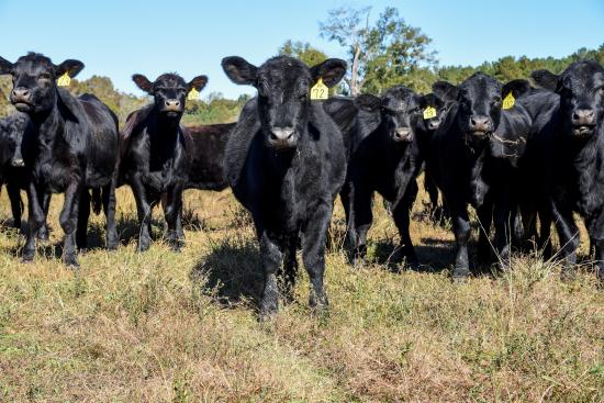 A herd of heifers stands in a pasture as cattle producers weigh whether to retain animals for breeding or sell into a strong market. A new USDA livestock insurance endorsement could give producers another tool to manage that decision. (DTN photo by Becky Mills)