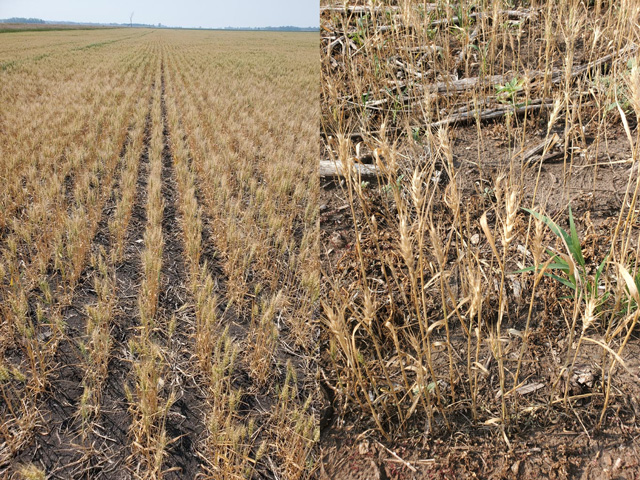 Drought-stricken spring wheat fields in late July 2021, one in northwest Minnesota and the other in western North Dakota. (Photo on left courtesy Tim Dufault, of Crookston, Minnesota, and photo on right courtesy of Paul Anderson, of Coleharbor, North Dakota)