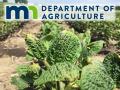 The Minnesota Department of Agriculture is seeking to have Minnesota-specific dicamba cutoff dates and a temperature restriction added to the federal labels of XtendiMax, Engenia, Tavium and FeXapan. If successful, the effort could create a new paradigm for state-by-state dicamba restrictions, even as EPA mulls its own potential dicamba label changes. (DTN photo by Pamela Smith)