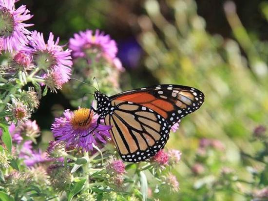 Conservation groups are seeking federal protections for the monarch butterfly. (DTN file photo by Elaine Shein)