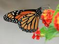 A new public comment period on the proposed listing of the monarch butterfly as a threatened species launches on March 19. (DTN file photo by Elaine Shein)