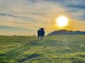 Cattle producers continue to wonder how long the great prices will last, as record highs have been reached. (DTN/Progressive Farmer photo by Jennifer Carrico)