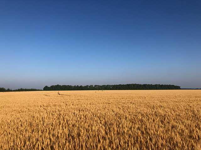 It&#039;s that time of year when markets flex on expectations based on summer weather. July can be the month of hot and dry or full speed ahead. Here we go. (DTN photo by Philip Shaw)