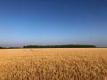 It&#039;s that time of year when markets flex on expectations based on summer weather. July can be the month of hot and dry or full speed ahead. Here we go. (DTN photo by Philip Shaw)