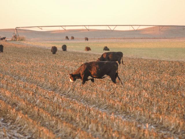 Chronic irritation from exposure to muddy, contaminated areas or hard, rocky ground or stubble can lead to overgrowth of tissues between the claws, commonly known as an interdigital fibroma. (DTN/Progressive Farmer file photo by Jim Patrico)