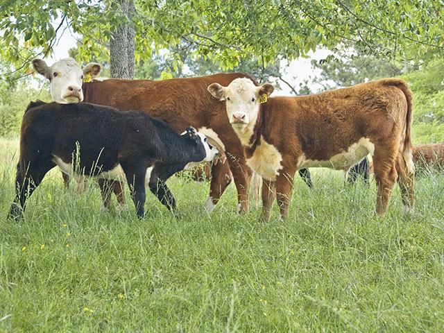 A good program for estrus syncing can help producers make sure cows are bred earlier in the season. (DTN/Progressive Farmer file photo)