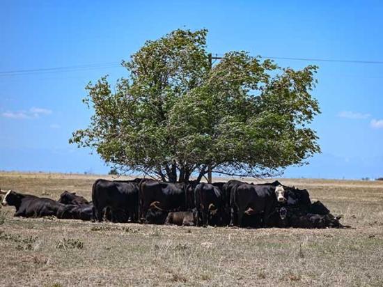Cows huddle under a lone tree to seek shade in a drought-stricken pasture in north-central Colorado. (DTN/Progressive Farmer photo by Jennifer Carrico)
