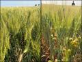 Spring wheat estimates rose slightly on the second day of the Wheat Quality Council's Spring Wheat and Durum Tour. (Photos courtesy of Anne Osborne, National Wheat Foundation)