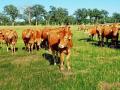 The first 11 Akaushi cattle ever in the U.S. arrived in 1994 from Japan aboard a Boeing 747. (DTN file photo)