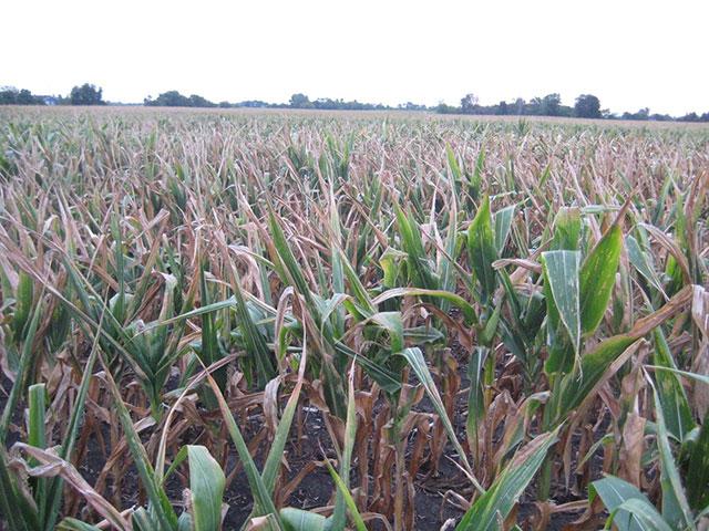 It's a critical time for grain markets at a time when drought is affecting European corn fields as well as some here in North America. Let's hope predicted rains change that scenario. (DTN photo by Philip Shaw)