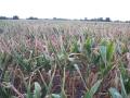 It's a critical time for grain markets at a time when drought is affecting European corn fields as well as some here in North America. Let's hope predicted rains change that scenario. (DTN photo by Philip Shaw)