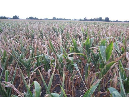 It's a critical time for grain markets at a time when drought is affecting European corn fields as well as some here in North America. Let's hope predicted rains change that scenario. (DTN photo by Philip Shaw)