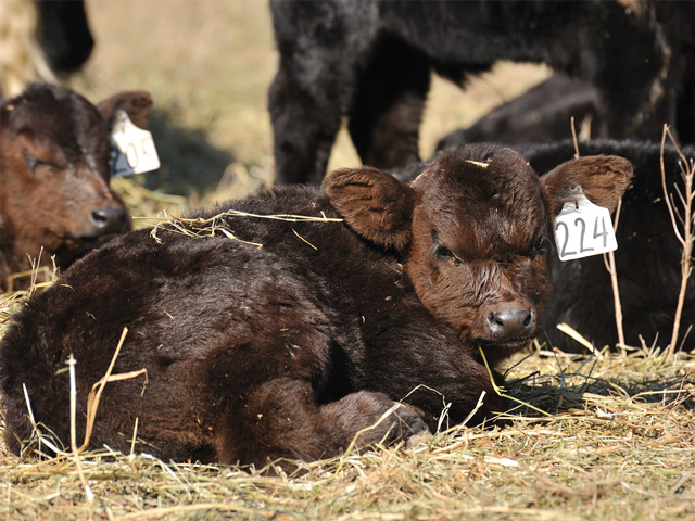 A new vaccine that protects against five, common pneumonia-causing pathogens can be used in calves as young as a week old.(DTN&#092;Progressive Farmer photo by Jim Patrico)