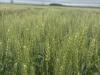 A spring wheat field matures in eastern North Dakota. (Photo courtesy of Darrin Schmidt)