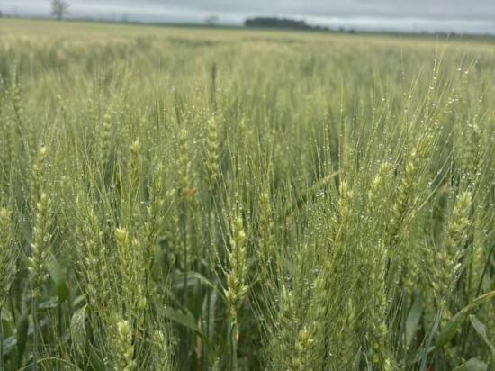 A spring wheat field matures in eastern North Dakota. (Photo courtesy of Darrin Schmidt)