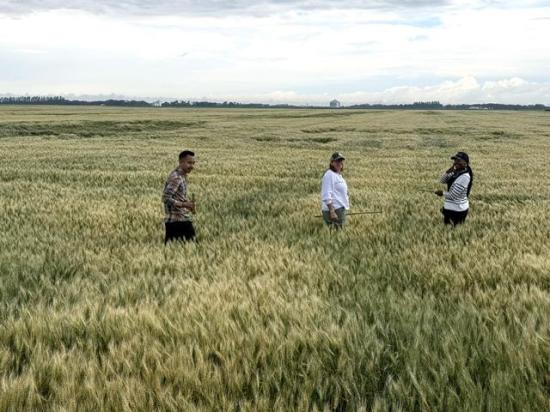 From left, Jeronimo Sarmiento, Sarah Simmons and Khynhyettia Robinson prepare to estimate the yield in a wheat field in Griggs County, North Dakota, on Tuesday during the Wheat Quality Council&#039;s 2025 Spring Wheat and Durum Tour. Lodging was noted as an issue in some fields in east-central North Dakota. (Photo courtesy of Anne Osborne, National Wheat Foundation)