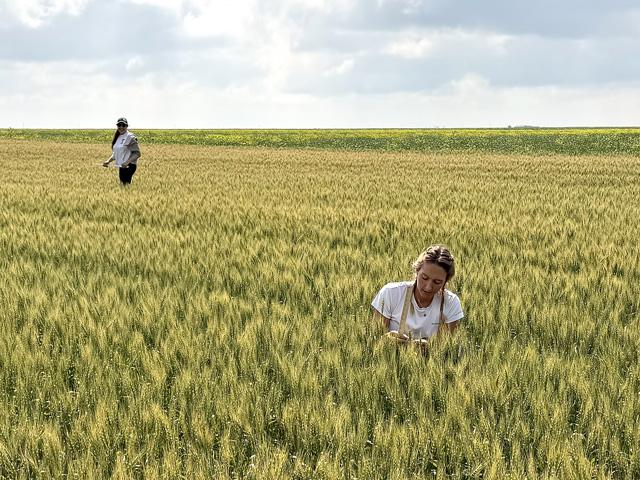 USDA Foreign Agricultural Service employee Hannah Austin, right, and Mauritania Martinez with Miller Milling examine a wheat field in Bottineau County, North Dakota, during Day 2 of the 2025 Hard Spring Wheat and Durum Tour. (Photo courtesy of Anne Osborne, National Wheat Foundation)