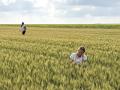 USDA Foreign Agricultural Service employee Hannah Austin, right, and Mauritania Martinez with Miller Milling examine a wheat field in Bottineau County, North Dakota, during Day 2 of the 2025 Hard Spring Wheat and Durum Tour. (Photo courtesy of Anne Osborne, National Wheat Foundation)