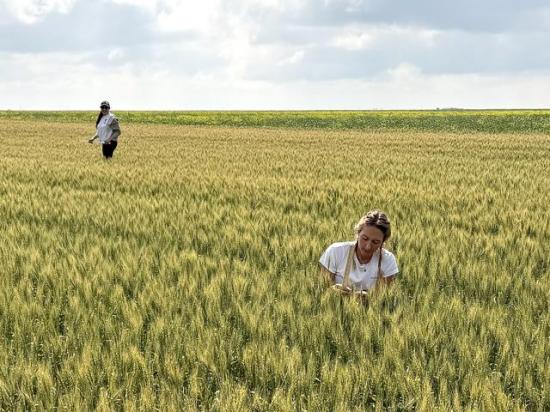 USDA Foreign Agricultural Service employee Hannah Austin, right, and Mauritania Martinez with Miller Milling examine a wheat field in Bottineau County, North Dakota, during Day 2 of the 2025 Hard Spring Wheat and Durum Tour. (Photo courtesy of Anne Osborne, National Wheat Foundation)