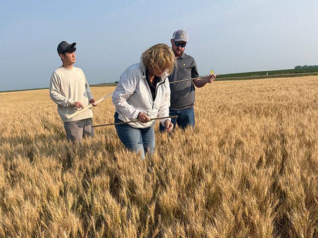 Crop scouts stand in a North Dakota wheat field on Tuesday during the Wheat Quality Council's 2026 Hard Spring Wheat and Durum Tour. (Photo courtesy of Anne Osborne, National Wheat Foundation)