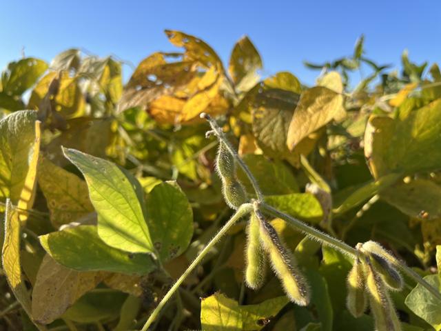 The forecast for frost is putting a chill in the air regarding late-planted soybeans. (DTN photo by Pamela Smith)