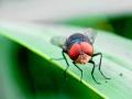 A USDA contractor releases sterile New World screwworm male flies in Mexico to help prevent the spread of the pest and secure a biological barrier. However, Agriculture Secretary Brooke Rollins, in a letter to her Mexican counterpart, detailed that Mexico has been limiting flights to disperse the sterile flies. (Photo courtesy of USDA APHIS)