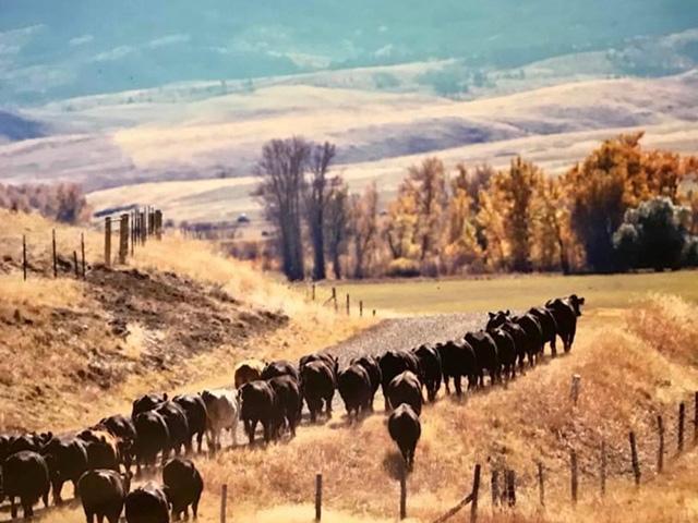 Cows travel down a ranch road at the Howdy Hildebrand ranch near Joliet, Montana. (DTN/Progressive Farmer photo by ShayLe Stewart)
