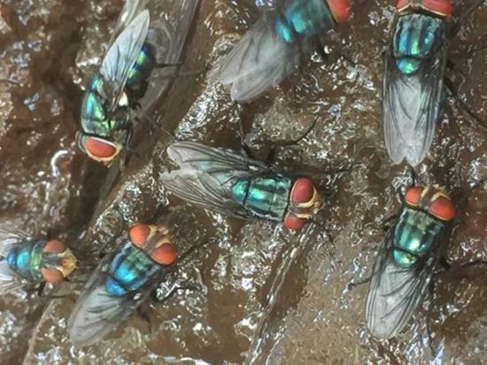 While New World screwworm isn&#039;t currently in the U.S., officials are taking measures to prevent the pest from entering the country. (Photo courtesy of USDA APHIS)