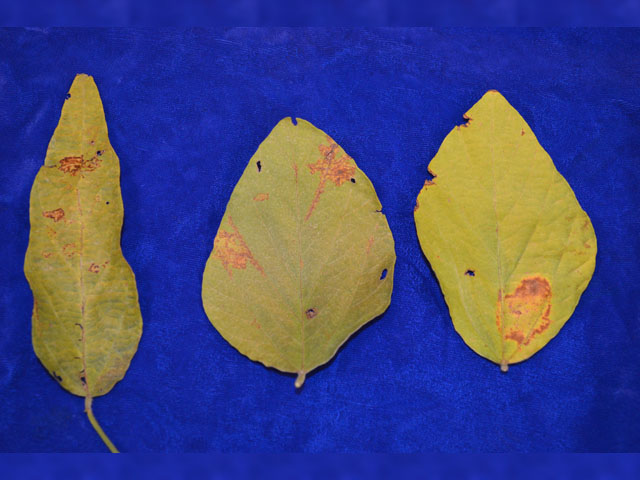 Did you notice an odd looking scab on soybean leaves this fall? It could have been a puzzling new virus disease called soybean vein necrosis. (Photo by Suzanne Bissonnette)