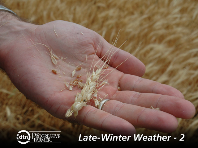 With little moisture expected this winter, the Southern Plains will suffer another year of drought which could reduce wheat yields, such as in this Texas field in 2011. (Photo courtesy of Robert Burns, Texas AgriLife Extension Service)