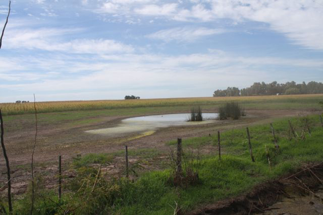 Photo of a northern Argentine field. (DTN photo by Alstair Stewart)