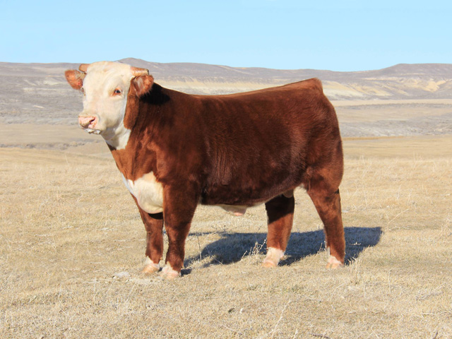 C. Miles McKee, a Hereford bull, shattered the Guinness World Record for most expensive bull, by selling for $600,000 at the 33rd annual Colyer Herefords &amp; Angus Production Sale in Bruneau, Idaho. (Photo courtesy of Katie Colyer, Colyer Herefords)