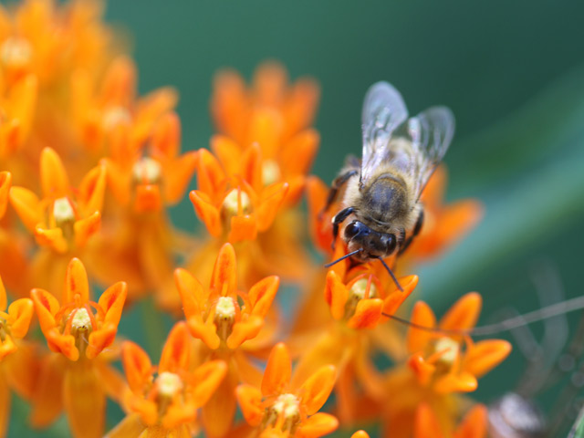 Allowing wildflowers to flourish along roadsides can help to improve bee numbers. Scientists are finding native bees may even help the self-sufficient soybean become more productive. (Progressive Farmer image by Pamela Smith)