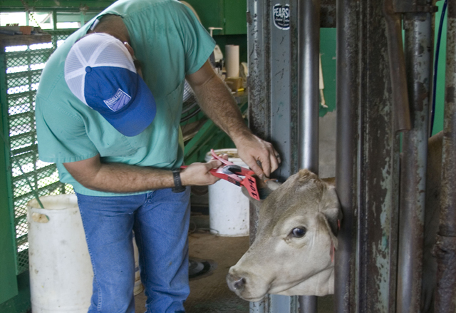 Many producers use tattooing as a means to ID cattle. Here&#039;s how veterinarian Ken McMillan uses the technique. (DTN/Progressive Farmer image by Claire Vath)