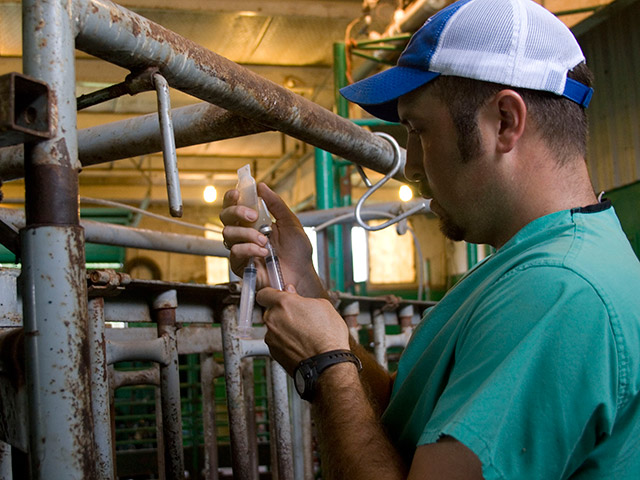 After a modified live vaccine (MLV) is mixed it should be protected from light and heat, and used within an hour.