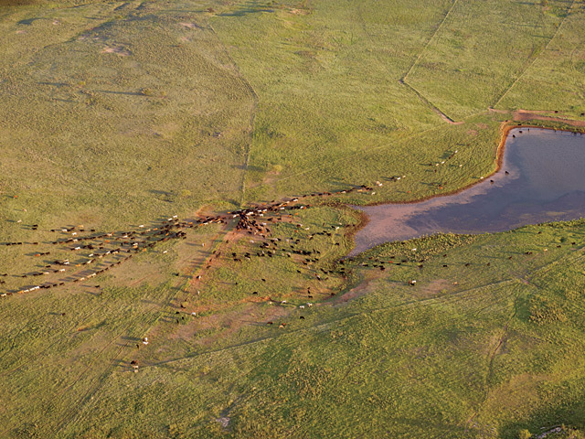 Creating a River of Cattle
