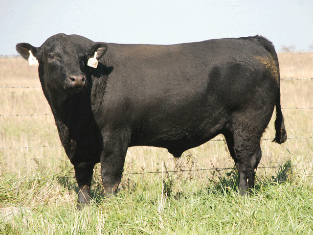 Don't fall victim to "paralysis through analysis" when choosing a bull, says Ken McMillan. (DTN/Progressive Farmer image by Mark Parker)