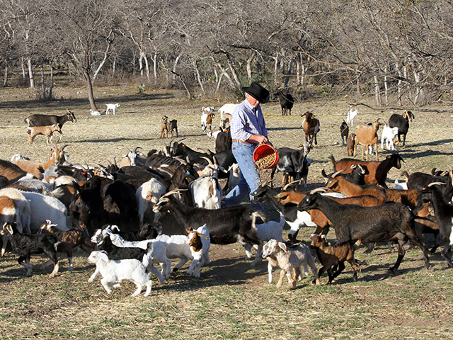 Drought forced Grady Fort out of cattle. Today, he raises meat goats, which offer better profits in his area of Texas. (DTN/Progressive Farmer photo by Karl Wolfshol)