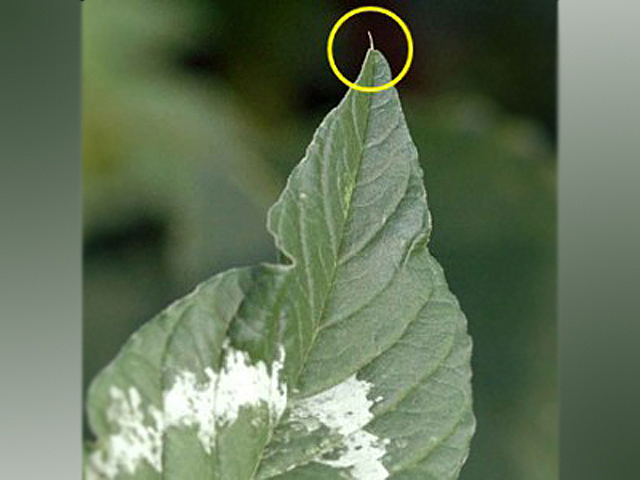 A distinguishing characteristic of Palmer amaranth is a single hair found in the leaf notch. The hair may not be present in every leaf on the plant, but will be found more on Palmer leaves than on waterhemp leaves. (Photo by Aaron Hager, University of Illinois weed scientist)